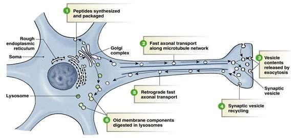Cells of Nervous System (NS): Axons Transport Slow axonal transport Moves material by axoplasmic flow at 0.2 2.