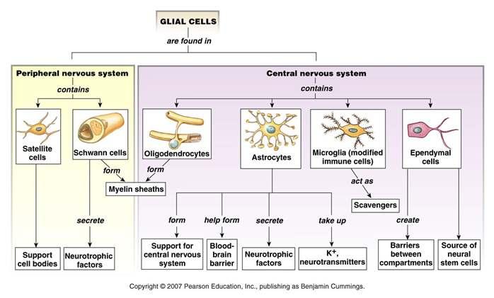 Cells of NS: Glial Cells and Their Function Glial cells maintain an