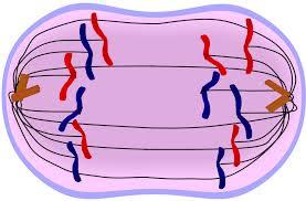 Spindle fibers begin to form between the centrioles.