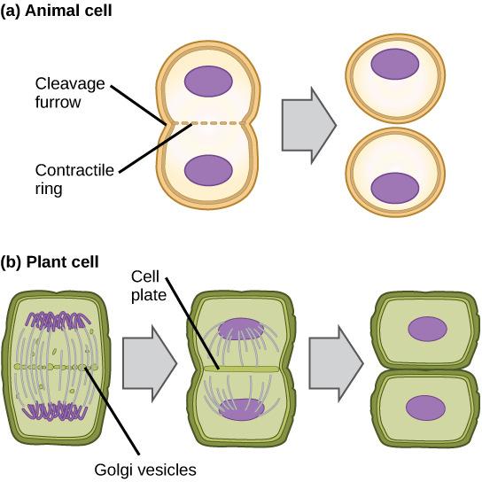 Different in animal and plant cells.