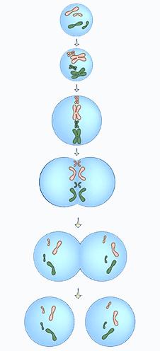When a cell divides through mitosis, each