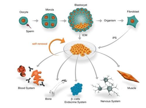 Section 5.3: Regulation of the Cell Section 5.