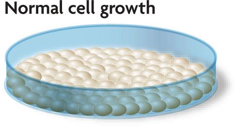 cells stop dividing when they come in contact with
