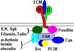 Integrin-Extracellular Matrix (ECM) Signaling Integrins can adopt inactive and active configurations, which differ by change in relative orientation of the α- and β- subunits.