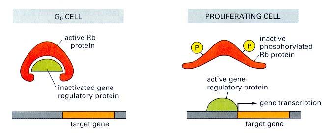 Activation/ phosphorylation of