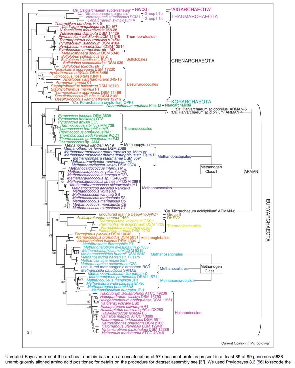 Adaptation to halophily in Archaea : MalDH evolution Brochier-Armanet, Forterre and Gribaldo.