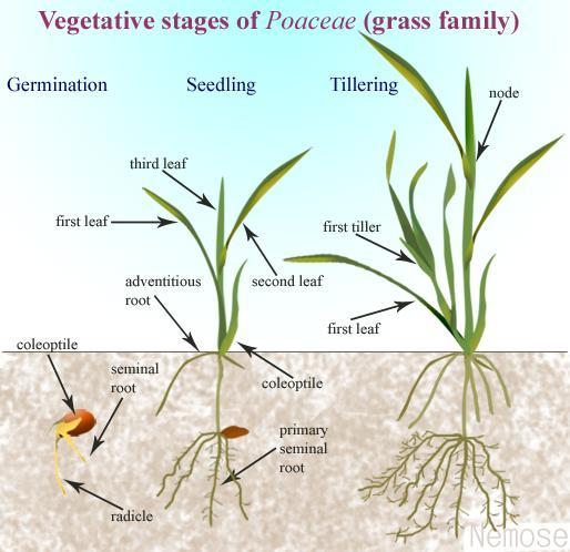 Biology of the Grass Plant (cont.) Vegetative Stage In the vegetative phase, shoots consist predominantly of leaf blades.