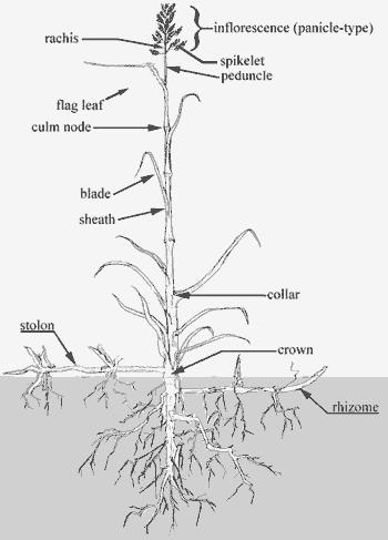 Meristems Second Fundamental Key: 1. Grasses have a variety of growing mechanisms (meristems). 2.