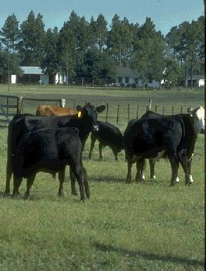 Goal: Improved Defoliation Management Pastures have higher yields and better quality when they are grazed or cut at