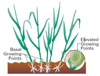Biology of the Grass Plant (cont.