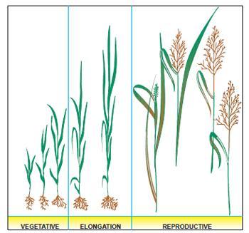 Biology of the Grass Plant (cont.
