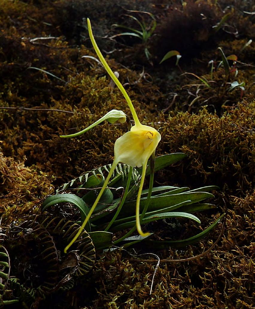 Masdevallia robineae belongs to the subgenus Masdevallia, section Masdevallia, subsection Masdevallia, and is distinguished by the white and basally pale yellow flower, with a triangular and rather