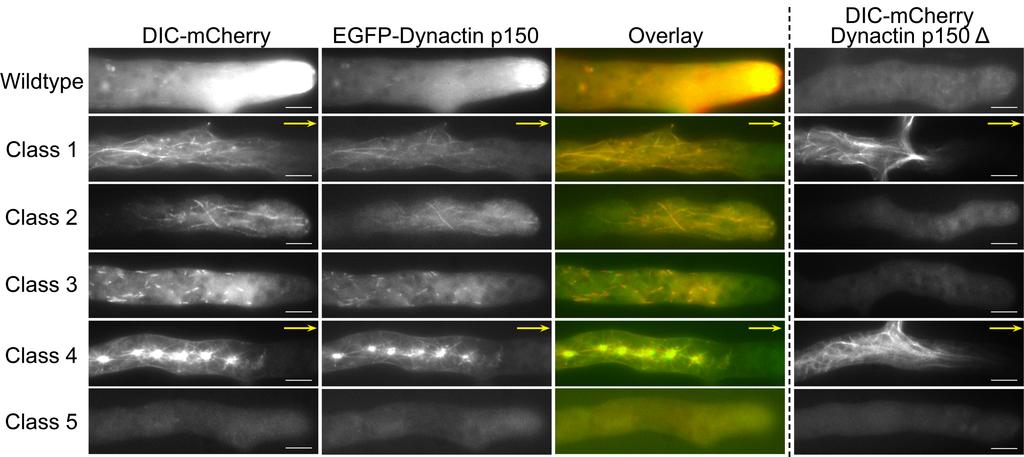 Figure S4 Colocalization of dynein and dynactin in wildtype and DHC mutant strains. A. Epifluorescence images of growing hyphae in strains expressing DIC- mcherry and EGFP- dynactin p150.
