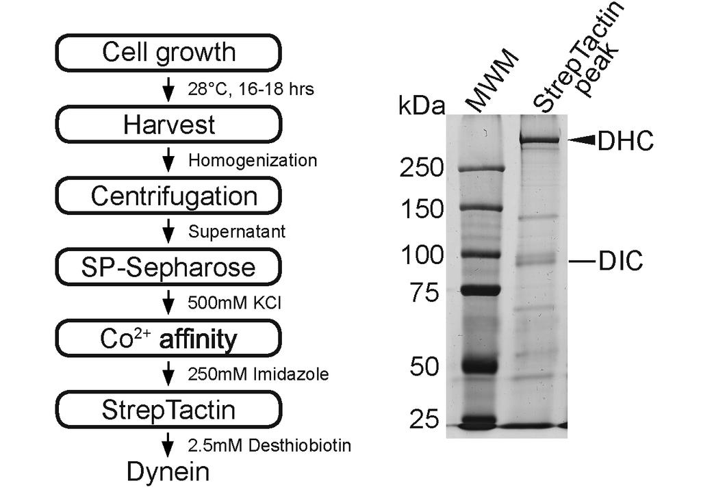 A B Figure S5 A. Dynein purification scheme for N.crassa. B. Representative silver- stained gel image showing the final elution fraction from the StrepTrap column.