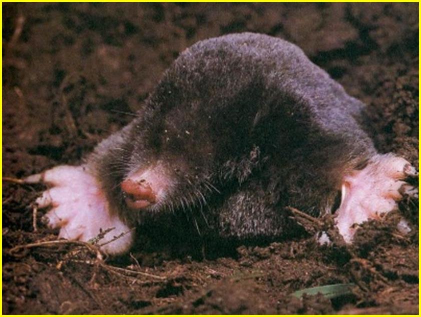 ?? These are moles,