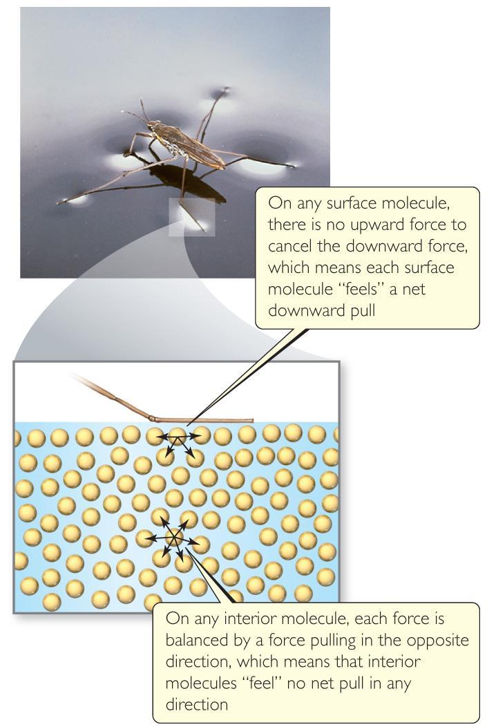 Surface Tension Surface tension Measure inward force on the surface of a liquid Water molecules Within the body Forces acting on molecules cancel out At the surface There is a net