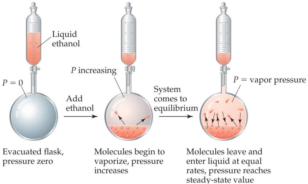 equilibrium state Liquid molecules evaporate and vapor