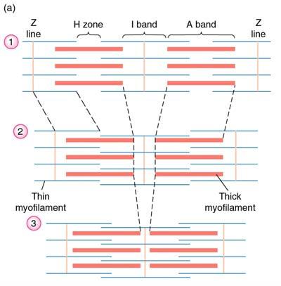 Sarcomere Function Actin and Myosin molecules slide past each other, but don t themselves change length Sliding Filament Theory Cross-bridges form transiently between myosin head and actin filament