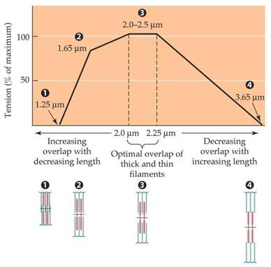 Length-Tension Relationship Why lose force