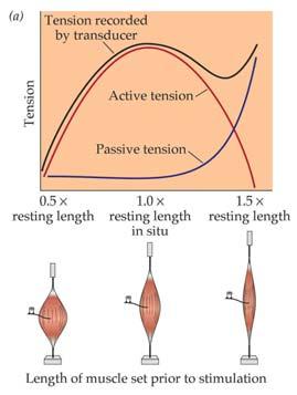 What constrains muscle length in the body?