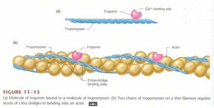 Regulation of Contraction CALCIUM and the cross bridge Need free Ca 2+ in cytosol to get contraction Calcium binds troponin which is attached to tropomyosin on actin This causes conformational change