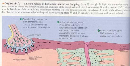 Review of EC Coupling and Muscle