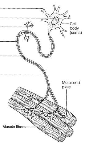 Motor Unit Motor unit = motor neuron and all of the muscle fibers it innervates AP in motor neuron causes all innervated fibers to contract