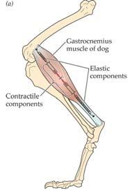 , 2002 Contractile Unit (sarcomeres) Series Elastic Component (tendon, connective