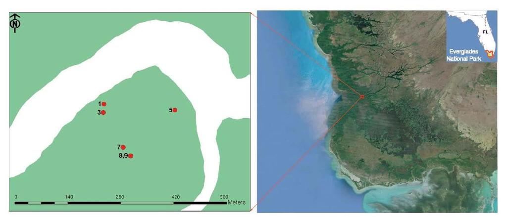 ~30 centimeters Figure 1. Location of six (6) sediment cores obtained in the Shark River Basin of Everglades National Park. From Breithaupt et al. 2014 Kirwan et al.