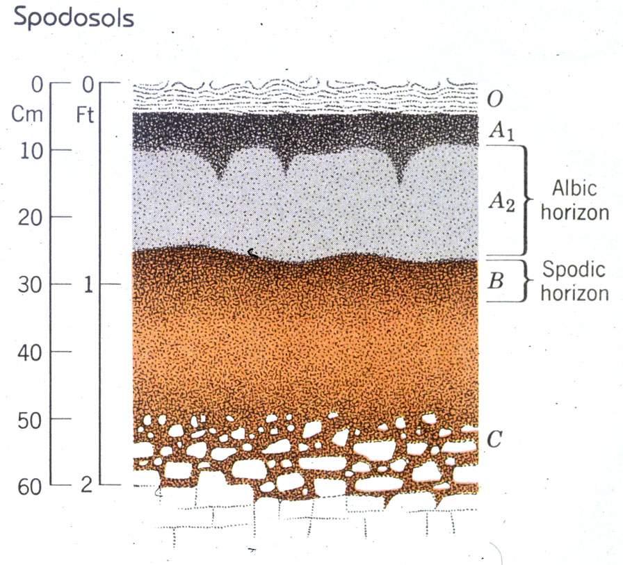 Soil is 'spodosol' [podzol], heavily