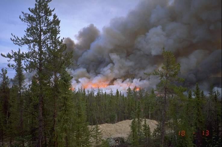 Boreal forests and fire