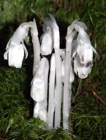 Monotropa (Indian-pipe)