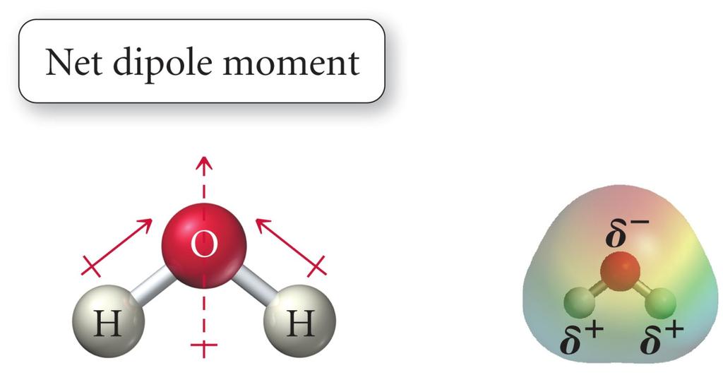 Molecule Polarity The H O bond is polar.