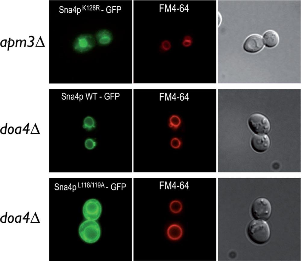 284 POKRZYWA ET AL. EUKARYOT. CELL FIG. 8. Sna4p-GFP sorting to the MVB depends on its K128 residue and Doa4p.