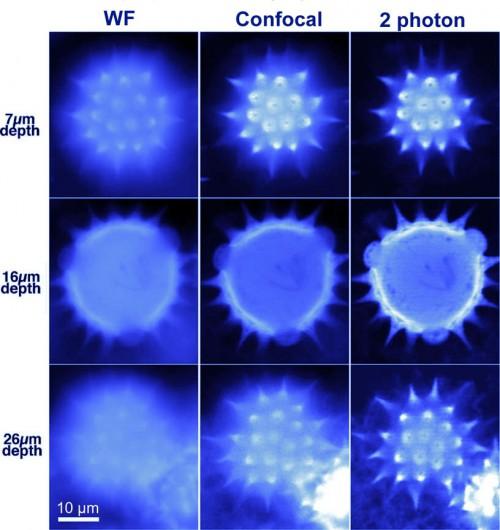 : Optical sectioning Figure : Depth scan for fluorescent pollen grain using widefield,