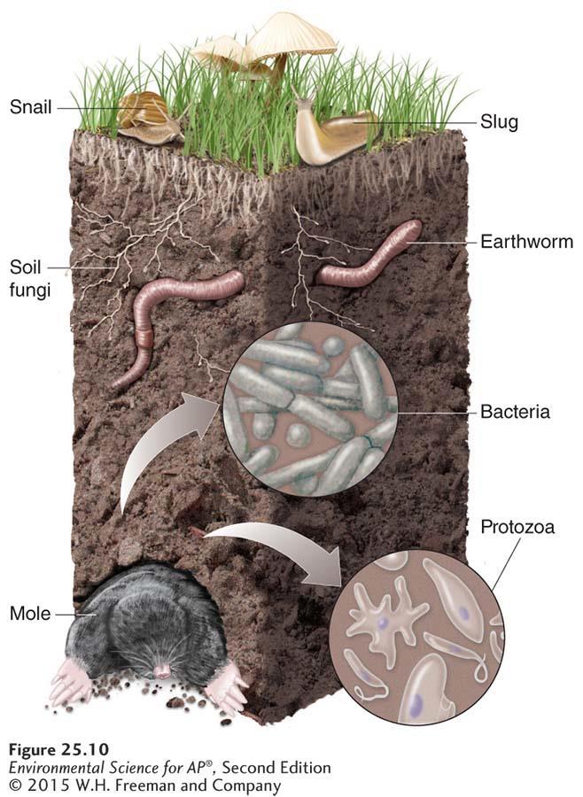 Properties of Soil Soil organisms.