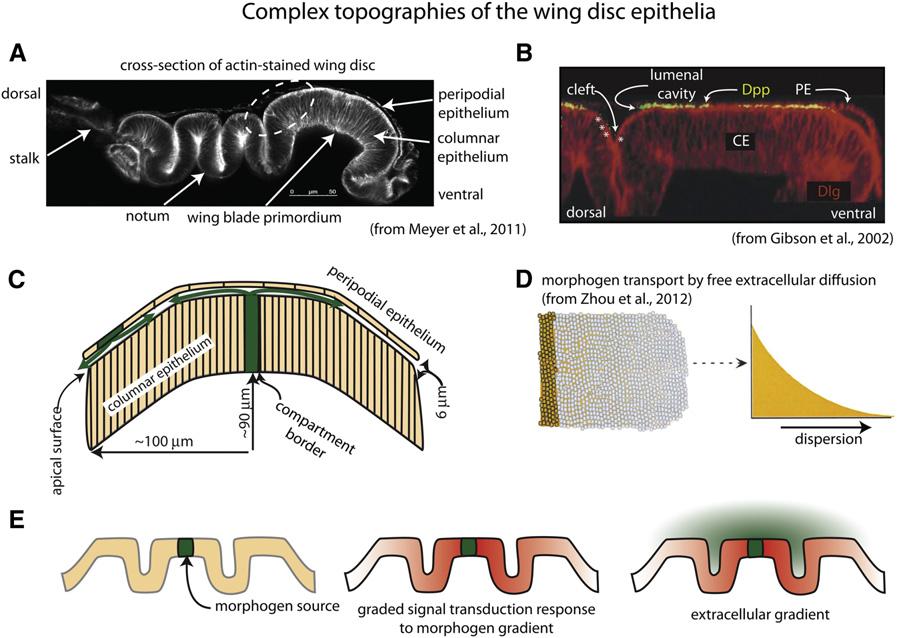 2254 Kornberg FIGURE 3 Complex topographies of the wing disc epithelia. (A) Cross section showing folds of the disc layers (from Meyer et al. (17)).