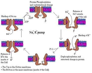 Sodium-Potassium ATPase