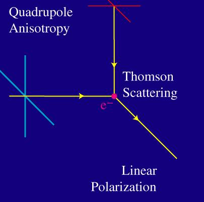 Thomson scattering Differential cross-section dσ dω = 3 8π ˆ ε ˆ ε 2 σ T A net polarization is generated during recombination if there is a quadrupole anisotropy in the radiation field.