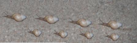 Homework 7.3 Observe and represent The above time-lapse photo shows two snails moving across the ground. To start with, they are set next to each other and they move from left to right.