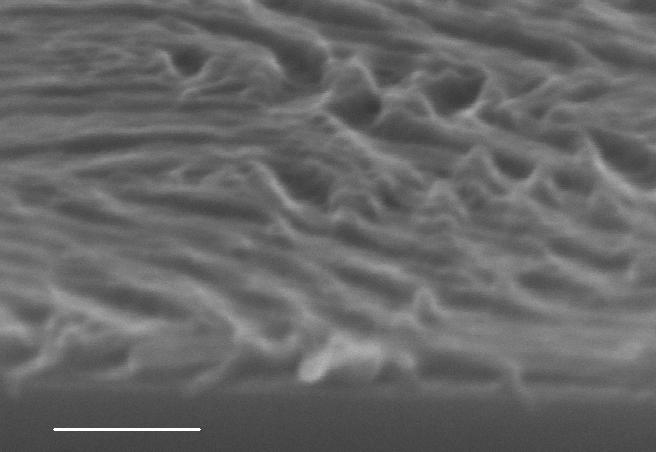(d) PS lamellae collapse during wet etching, thus RIE etching is the appropriate way to remove the PMMA lamellae selectively. The scale bar is 100 nm.