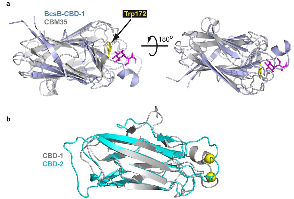 RESEARCH SUPPLEMENTARY INFORMATION Supplementary Figure 9 Superimposition of BcsB s CBD-1 with the carbohydrate binding module family 35.