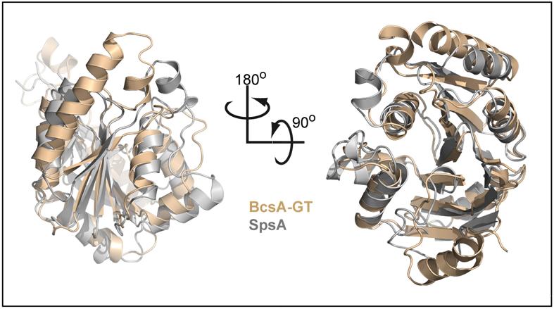 RESEARCH SUPPLEMENTARY INFORMATION Supplementary Figure 6 Superimposition of BcsA s glycosyltransferase domain with SpsA.