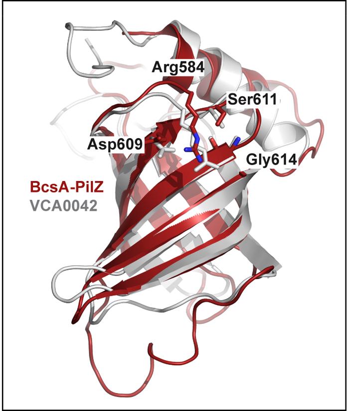 SUPPLEMENTARY INFORMATION RESEARCH Supplementary Figure 8 Superimposition of BcsA s PilZ-domain with the VCA0042 protein.