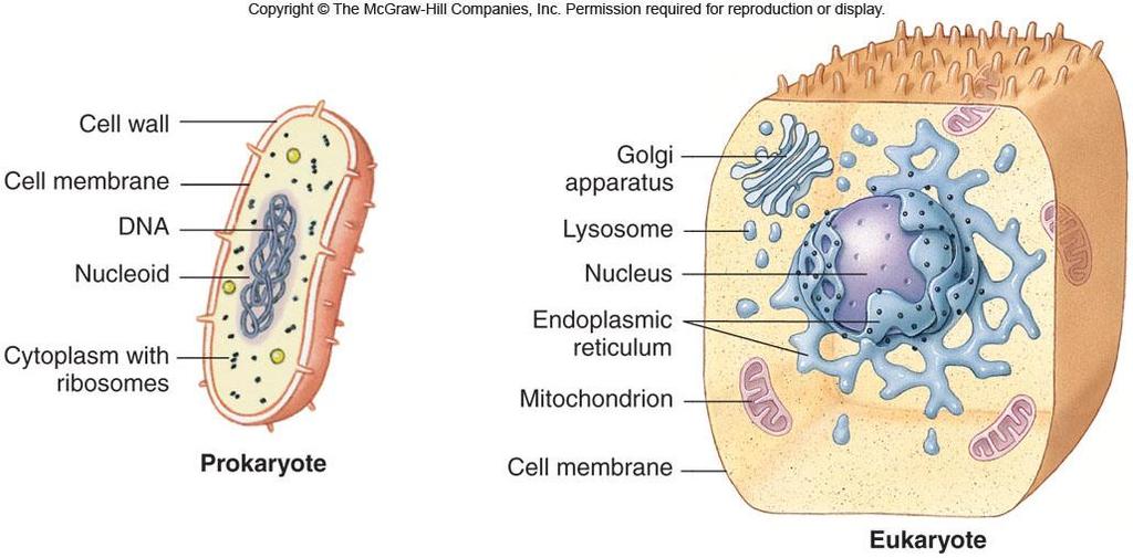 Prokaryotes reproduce asexually through binary fission. Prokaryotes only have a cell wall, cell membrane, cytoplasm, ribosomes, and DNA. They may also have flagella or cilia.