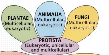 Prokaryotes also do NOT have organelles surrounded by membranes such as the endoplasmic reticulum (rough or smooth), lysosomes, centrioles, vacuoles, chloroplasts, mitochondria, or Golgi apparatus.