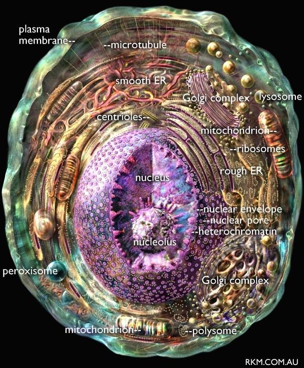 Eukaryotic cells DNA in the nucleus They have a great variety of organelles in the cytoplasm (vacuoles, mitochondria, ribosomes, ) Some of them have an