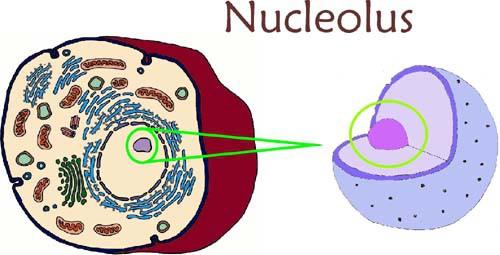 Nucleolus Inside nucleus
