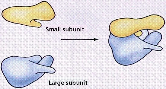 Ribosome Structure: Each cell contains thousands