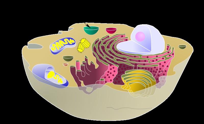 Membranous vesicle (vacuoles)